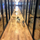 WeWork Dogs
